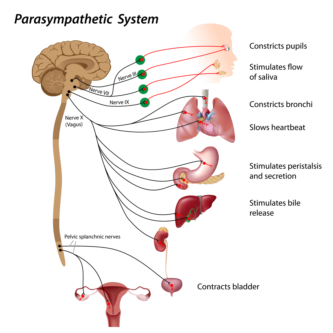 assignment on parasympathetic nervous system